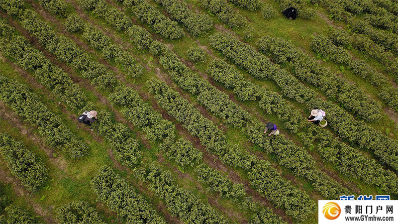 贵阳:美景茶香引客来(图1) 贵阳:美景茶香引客来(图1)