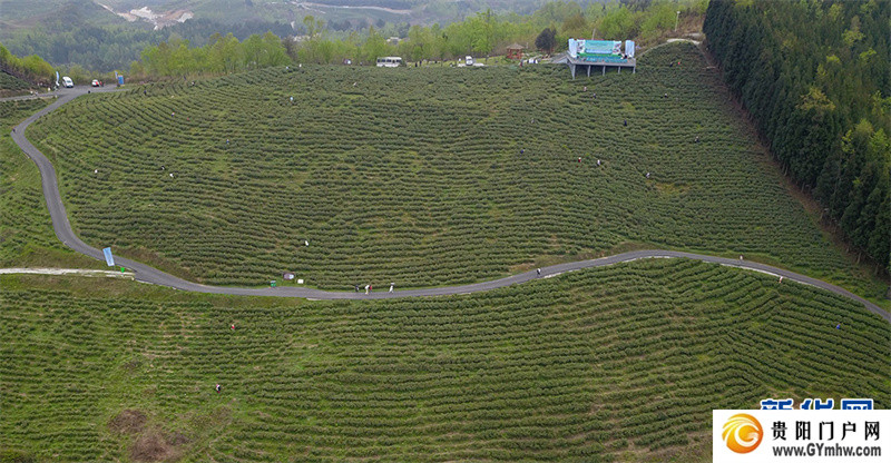 贵阳:美景茶香引客来(图3) 贵阳:美景茶香引客来(图3)