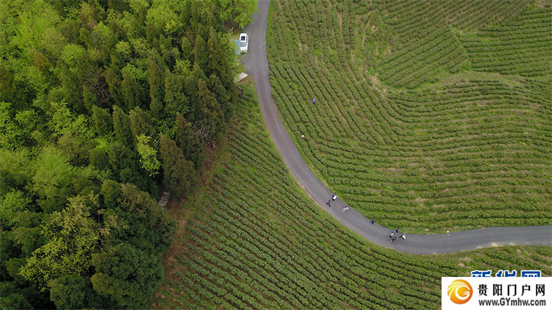 贵阳:美景茶香引客来(图5) 贵阳:美景茶香引客来(图5)