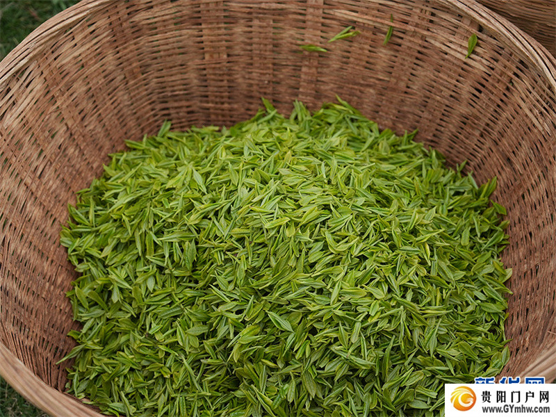 贵阳:美景茶香引客来(图9) 贵阳:美景茶香引客来(图9)