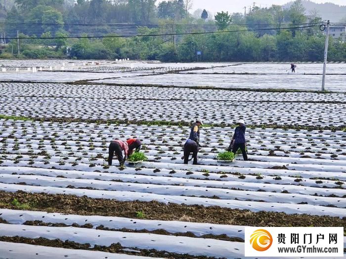 遵义新蒲:打造乡村产业新“椒”点(图4) 遵义新蒲:打造乡村产业新“椒”点(图4)