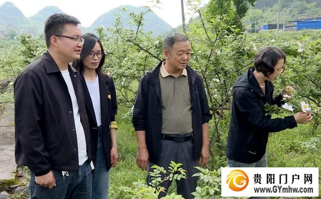 安顺市农科院专家到普定县开展金刺梨管护技术指导(图1)