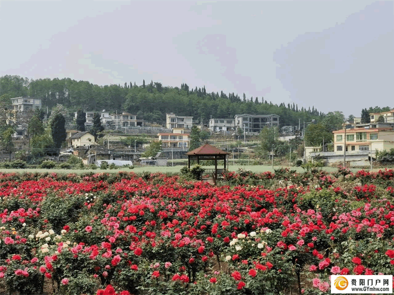 “五一”小长假 贵阳息烽县文安村月季花海开门迎客(图1)