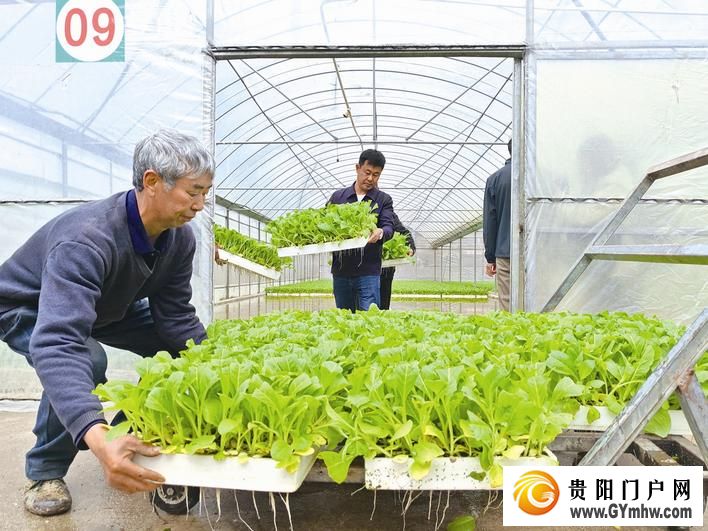 水城区3万亩烤烟移栽忙(图1)