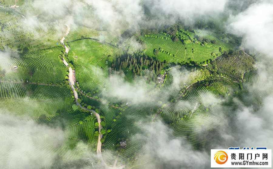 贵州丹寨:立夏时节茶园美(图1) 贵州丹寨:立夏时节茶园美(图1)