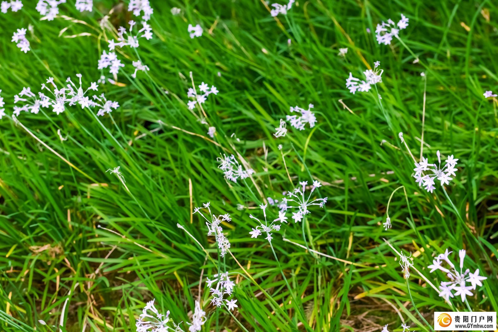 国际儒学联合会2024汉学青年学者研习营走进天河谭景区和贵阳市生态科普馆(图17) 国际儒学联合会2024汉学青年学者研习营走进天河谭景区和贵阳市生态科普馆(图17)