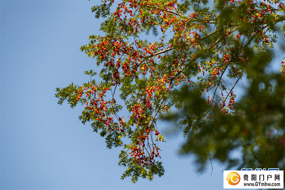 贵州从江:侗寨红豆杉果实满枝头(图1) 贵州从江:侗寨红豆杉果实满枝头(图1)