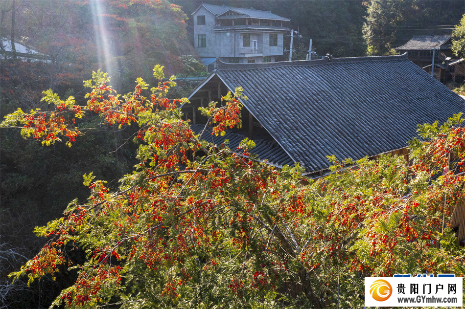 贵州从江:侗寨红豆杉果实满枝头(图3) 贵州从江:侗寨红豆杉果实满枝头(图3)