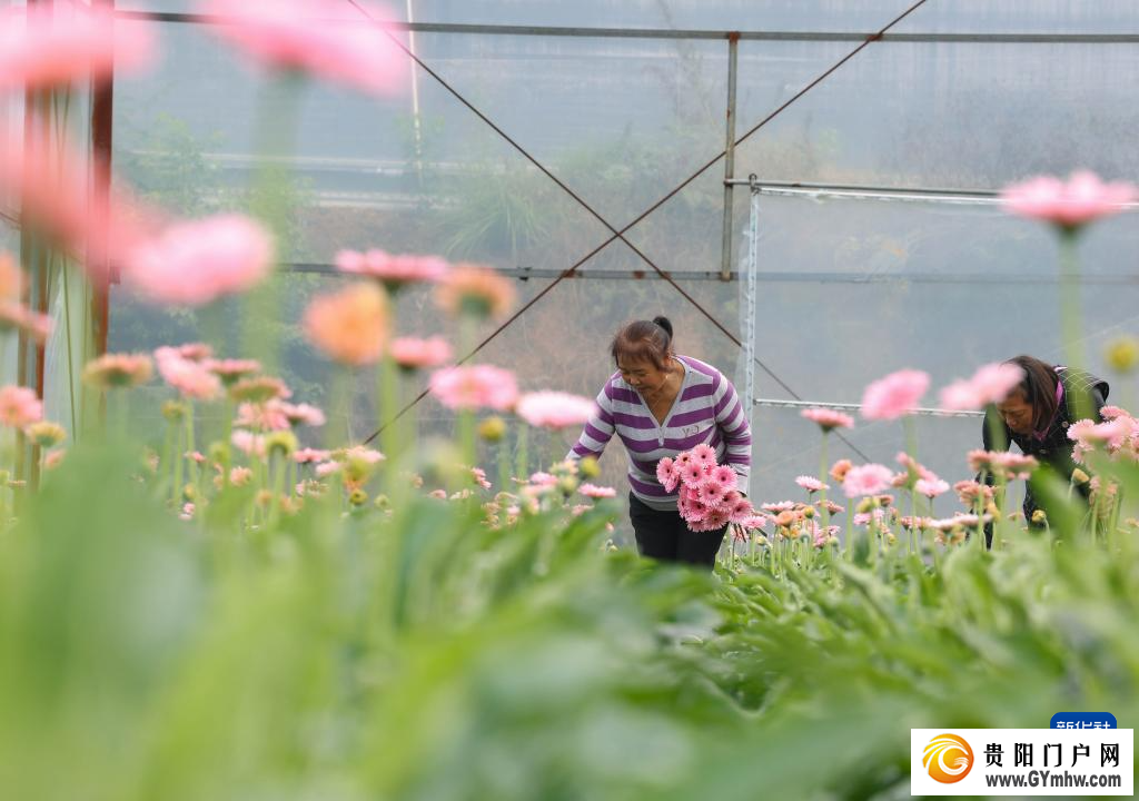 贵州玉屏：非洲菊采收忙(图3)