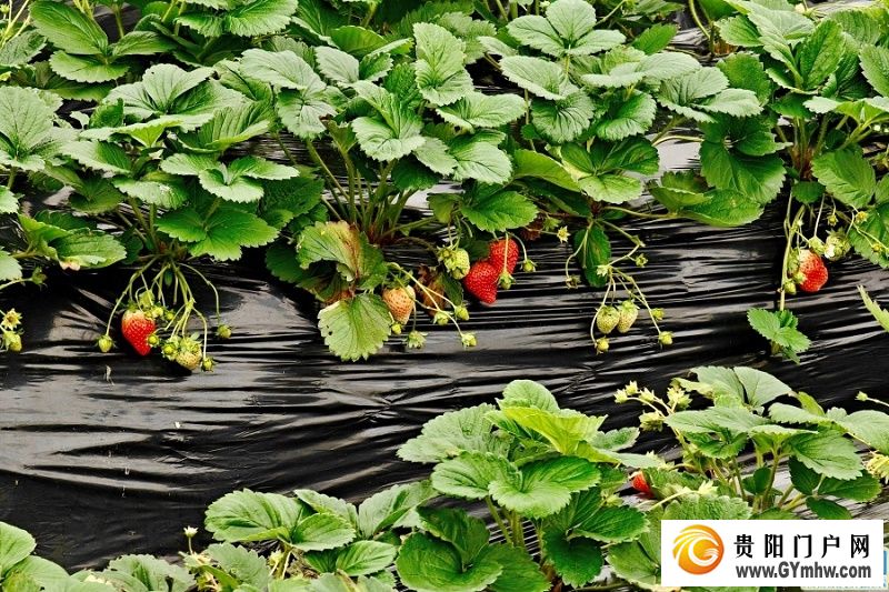 贵安湖潮乡冬季草莓月底抢“鲜”上市(图2)