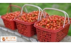 仁思南：玛瑙红樱桃抢“鲜”上市